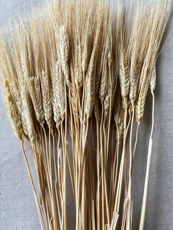 Bouquet Supplies | Natural Triticum Wheat Bundle 34" Preserved Bouquet Supplies Bouquet Supplies