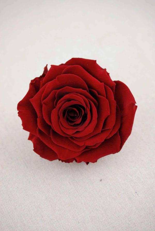 Bouquet Supplies | Preserved Rose 4" Burgundy Red (1) Bouquet Supplies Bouquet Supplies