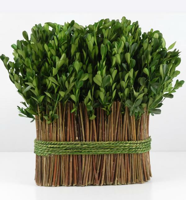 Boxwood, Hops | 11" Standing Preserved Boxwood Arrangement Botanicals Boxwood, Hops