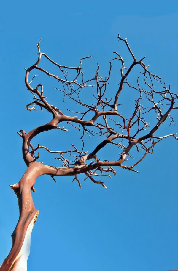 Branches | Manzanita Branch Red Bark 12" Natural Branches Branches