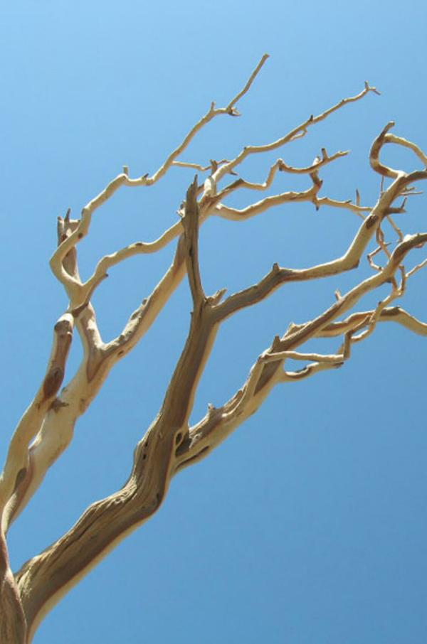 Branches | Sierra Manzanita Branch Sanded 21"-38" Natural Branches Branches