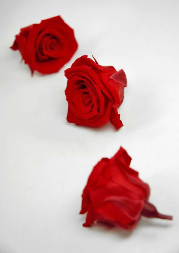 Corsage & Bouttenieres | Preserved Roses Red 1In (Pack Of 12) Corsage & Bouttenieres Corsage & Bouttenieres