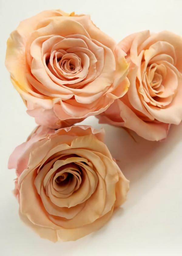 Corsage & Bouttenieres | Preserved Roses Peach 2.5" (Pack Of 6) Corsage & Bouttenieres Corsage & Bouttenieres