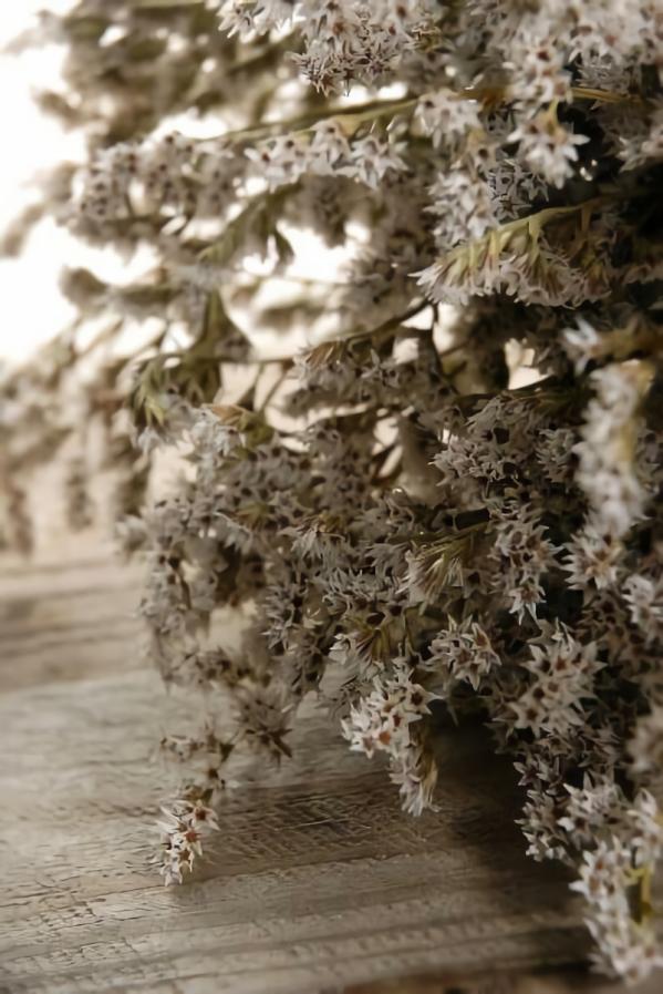 Gyp, Baby’s Breath, Caspia | Dried German Statice Flowers 13" X 8" Gyp, Baby's Breath, Caspia