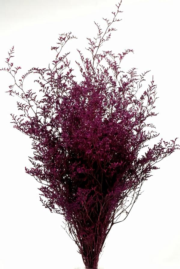 Gyp, Baby’s Breath, Caspia | Preserved Dyed Caspia 8Oz Merlot Botanicals Gyp, Baby's Breath, Caspia