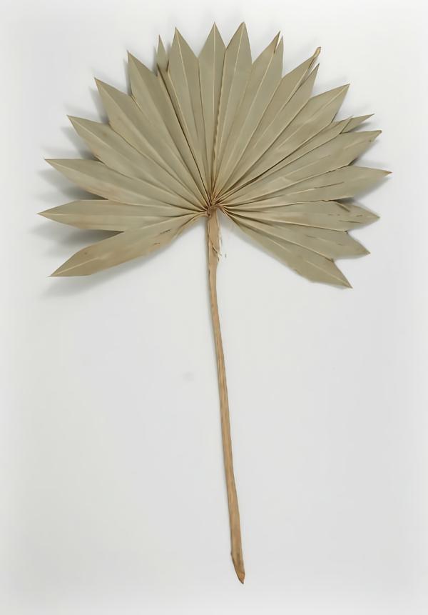 Leaves | Natural Palm Leaf Fans Dried Pack Of 5 Greenery And Garland Leaves