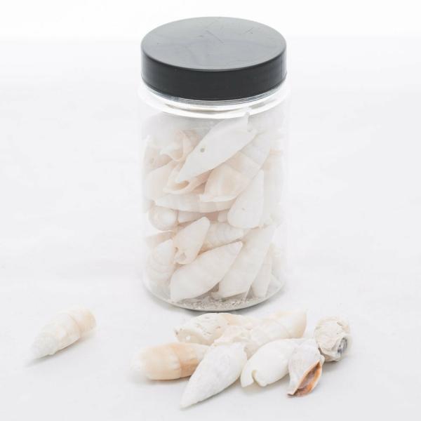 Shells | Conch Shell Vase Filler Set Of 24 Shells Shells