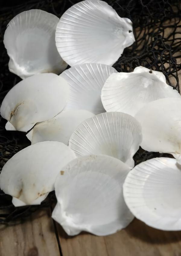 Shells | Natural Scallop Shells Pearl White Pack Of 50 Shells Shells