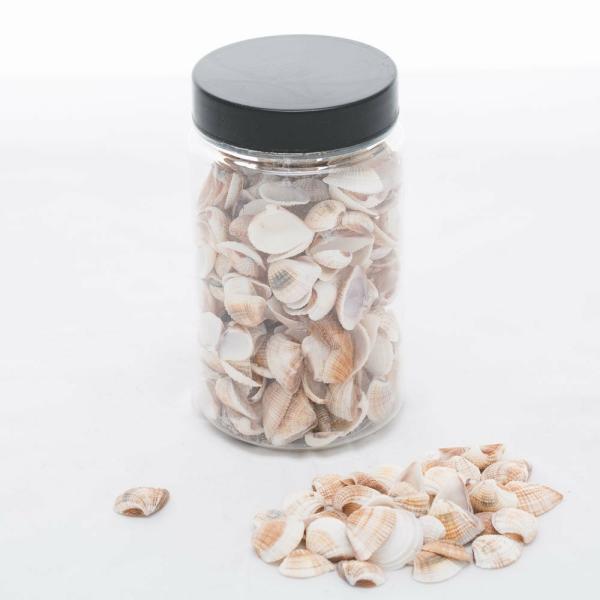 Shells | Seashell Vase Filler Set Of 24 Shells Shells