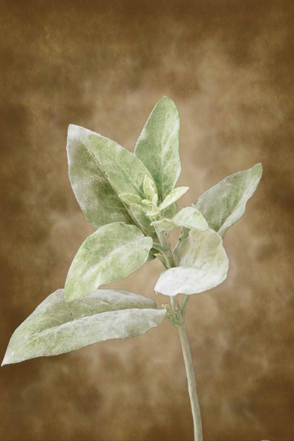 Stemmed | Lambs Ear Spray Frosted 15" Flowers Stemmed