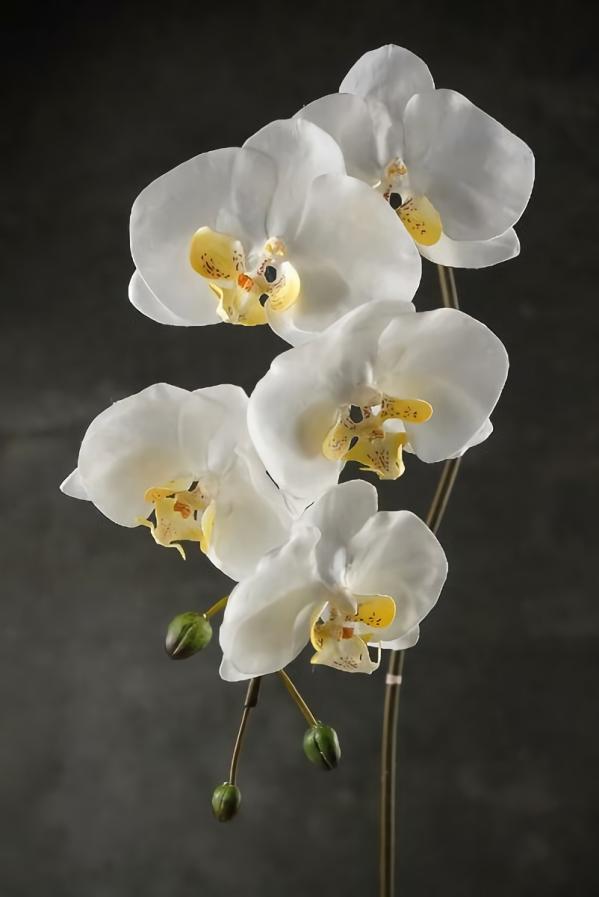 Stemmed | Long Cream White Phalaenopsis Orchid Spray 36" Flowers Stemmed