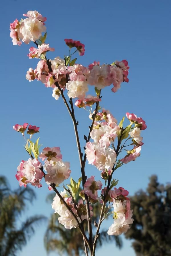 Stemmed | Pink Cherry Blossom Branch 45" Flowers Stemmed