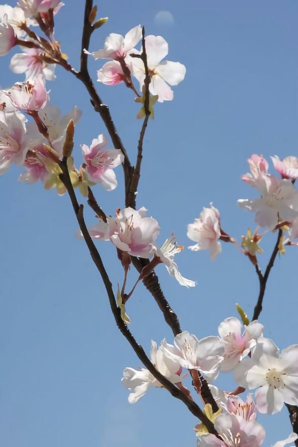 Stemmed | Silk Pink And Cream/White Cherry Blossom Branch 42" Flowers Stemmed