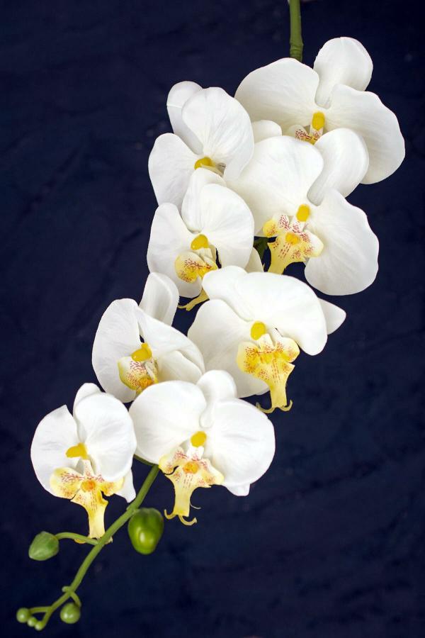 Stemmed | White Phalaenopsis Hanging Orchid 40" Flowers Stemmed