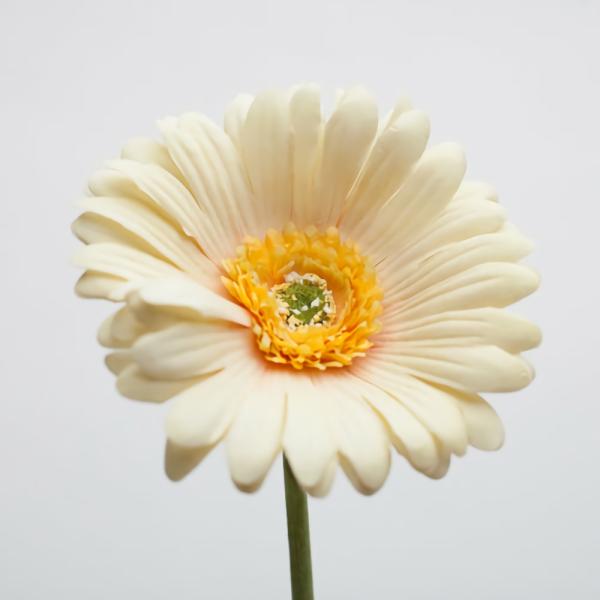 Stemmed | Yellow Gerbera Daisy 24" Flowers Stemmed