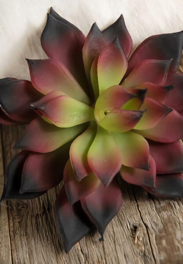 Succulents | Burgundy & Green Echeveria 4.5In Natural Touch Succulent Naturals & Florals Succulents