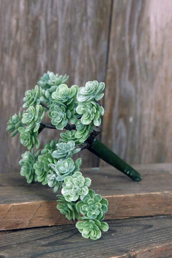 Succulents | Sedum Pick Dusty Green 5" Naturals & Florals Succulents