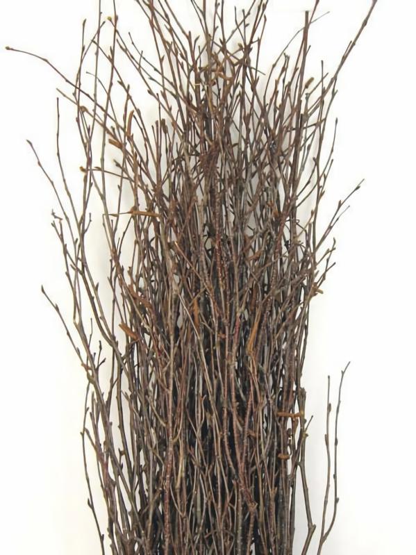 Branches | Natural Birch Tree Branches 3-4Ft (25 Branches) Branches Branches