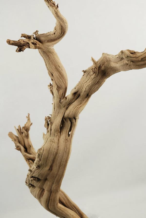 Branches | Natural Ghostwood Branch Sandblasted 10-14 In (California Driftwood) Branches Branches