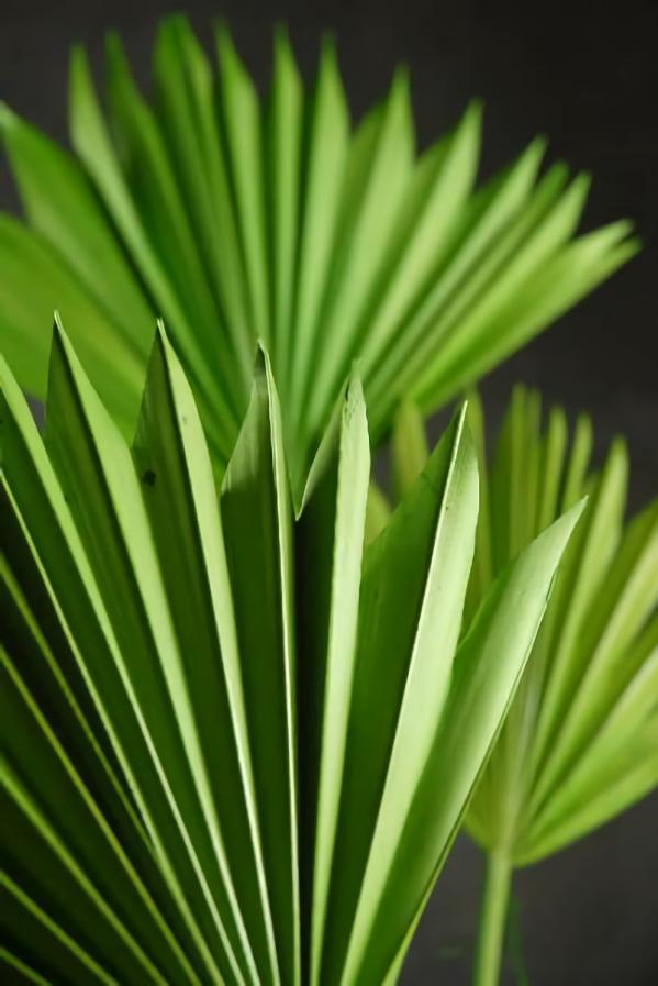 Leaves | Natural Palm Leaf Fans Green Pack Of 5 Greenery And Garland Leaves